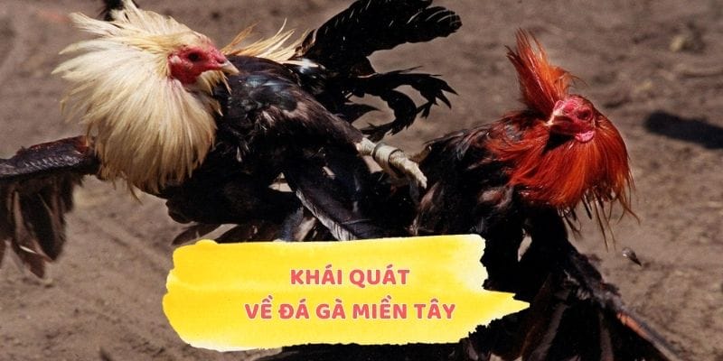 Khái quát về đá gà miền Tây
